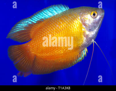 Dwarf gourami (Trichogaster lalius, formerly Colisa lalia) red neon var. Stock Photo