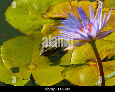 The lake frog sits on a leaf of a river lily under a lily flower Stock Photo