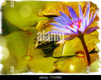 The lake frog sits on a leaf of a river lily under a lily flower Stock Photo