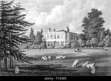 Country house and sheep in England. Farm theme. Illustration with ...