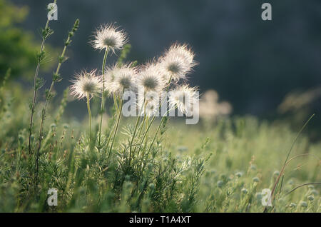 Withered flowers on a sunny meadow. Beautiful dandelion in the sunlight. Anemone pratensis Stock Photo