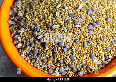 Raw seeds of alfalfa, radish and fennel ready for sprouting in jar with water, healthy vegetarian and vegan food, macro photo Stock Photo