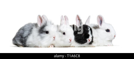 Four young rabbits, 8 weeks old, in a row in front of white background  Stock Photo - Alamy