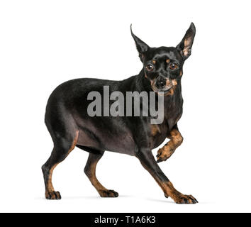 Miniature Pinscher in front of white background Stock Photo