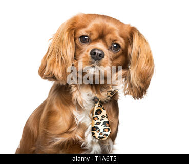 Cavalier King Charles Spaniel in front of white background Stock Photo