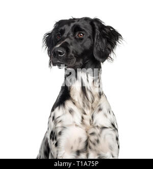 Large Munsterlander, 1 year old, in front of white background Stock Photo