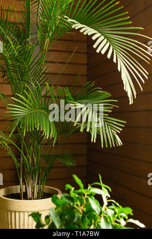 A large green tropical palm tree plant in a pot in the conservatory conservatory. Flowers in the interior. Stock Photo