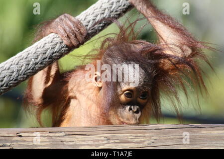 Baby Orangutan Stock Photo