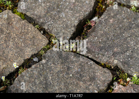 A flower grows on a stone wall. Small flowers make the way between stones of the sidewalk. Stock Photo