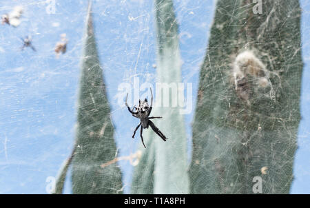 Tropical tent web spider, Cyrtophora citricola, on cactus plant on Gran Canaria, Canary Islands, Spain. Stock Photo