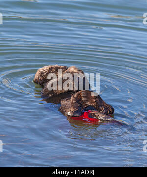 Sea Otter Mom and Very Young Pup Stock Photo