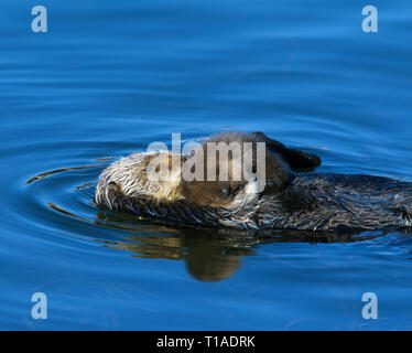 Sea Otter Mom and Very Young Pup Stock Photo