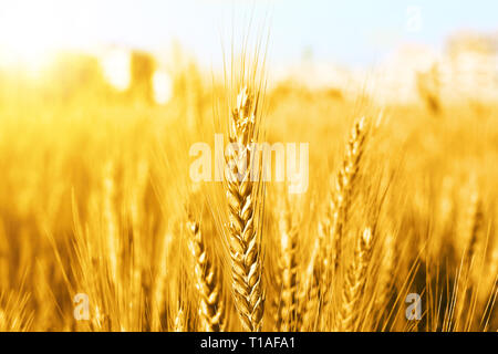 Picture of wheat fields for punjabi culture in baisakhi festival. Stock Photo