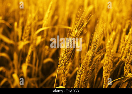 Picture of wheat fields for baisakhi festival in punjabi culture. Stock Photo