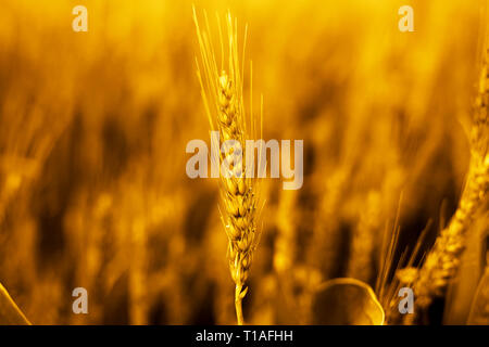 Photo of wheat fields for baisakhi festival in punjabi culture. Stock Photo