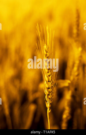 Portrait of wheat fields for baisakhi festival in punjabi culture. Stock Photo