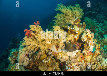 Moray eel in the red sea in egypt Stock Photo