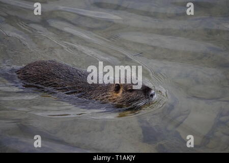 Musk rat swimming in the river in the countryside Stock Photo