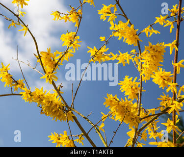 A beautiful and bright yellow Forsythia plant in full bloom in a garden in Norfolk, UK, during early spring with a clear blue sky. AKA an Easter Tree. Stock Photo