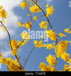 A beautiful and bright yellow Forsythia plant in full bloom in a garden in Norfolk, UK, during early spring with a clear blue sky. AKA an Easter Tree. Stock Photo