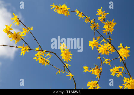 A beautiful and bright yellow Forsythia plant in full bloom in a garden in Norfolk, UK, during early spring with a clear blue sky. AKA an Easter Tree. Stock Photo