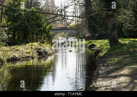 London, UK. 25th Mar, 2019. Spring in Chiswick Park, Geese and Camellias. Spring sunshine, geese and the world famous Camellias of Chiswick Park. Credit: Peter Hogan/Alamy Live News Stock Photo