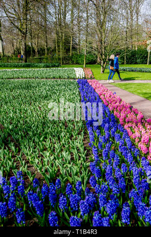 Lisse, Netherlands. 25th Mar 2019. Fields of flowers in Lisse during the spring. Credit: robin utrecht/Alamy Live News