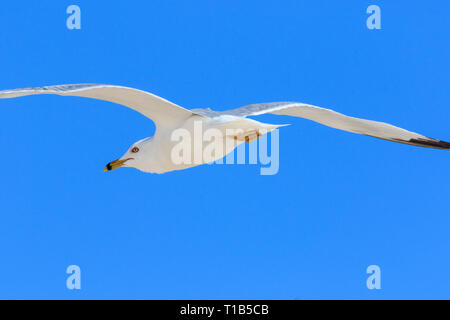 Ring-billed gull (Larus delawarensis) in flight against a blue sky. Stock Photo