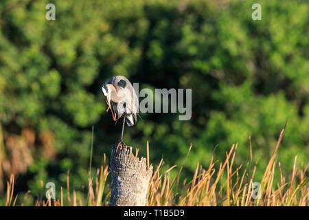 Great blue heron (Ardea herodias) perched on a broken tree trunk. Stock Photo