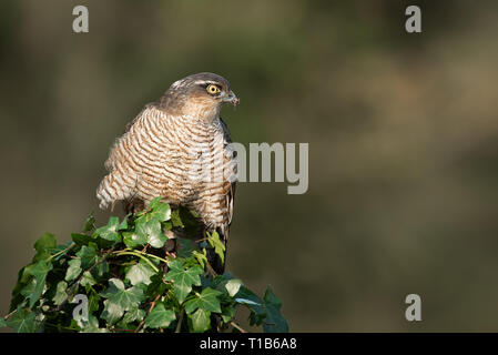 A female sparrowhawk Accipiter nisus perched on top of an ivy covered post with its prey. It is looking alert to the left protecting her prey of a bul