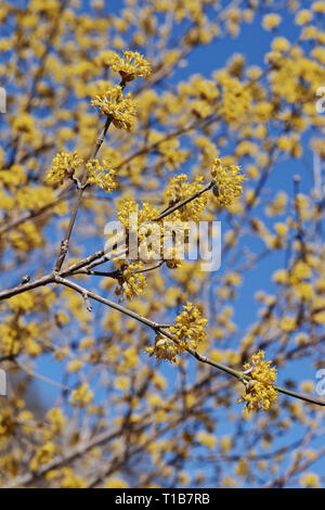 flowers of european cornel, Cornus mas Stock Photo