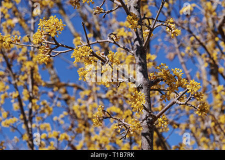 branch of dogwood in bloom Stock Photo