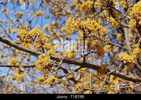 cornelian cherry, detail of a blooming branch Stock Photo