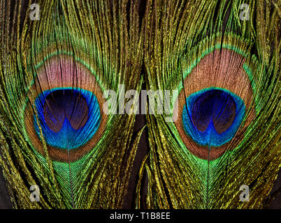 Feather eyes in the brilliantly coloured tail fathers of a peacock shown here in close-up detail. Stock Photo