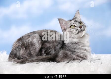 lying Norwegian Forest Cat Stock Photo