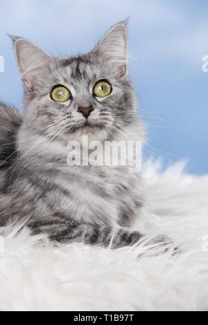 lying Norwegian Forest Cat Stock Photo