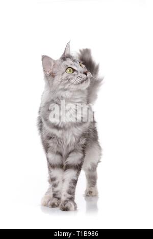 standing Norwegian Forest Cat Stock Photo