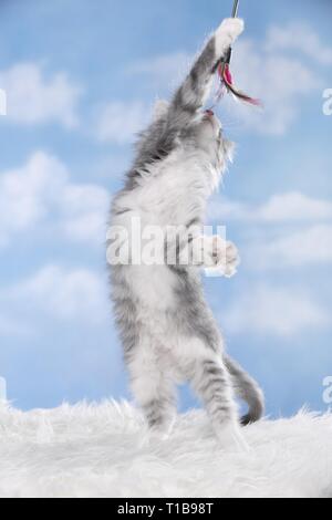 begging Kitten Stock Photo