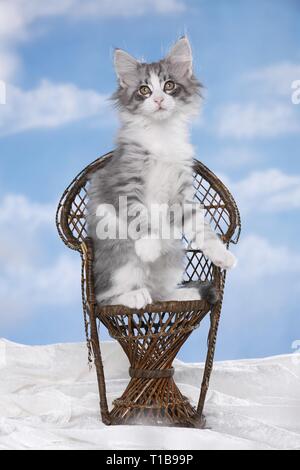 begging Kitten Stock Photo