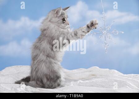 begging Kitten Stock Photo