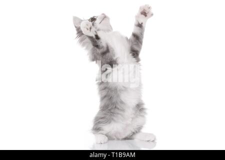 begging Kitten Stock Photo
