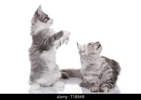 2 cats Stock Photo