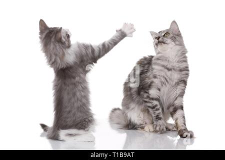 2 cats Stock Photo