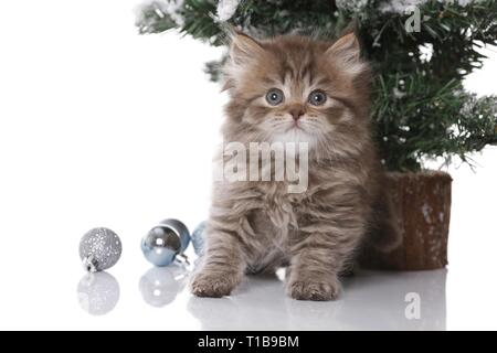 Highlander Kitten Stock Photo