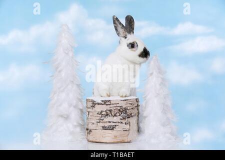 rabbit Stock Photo