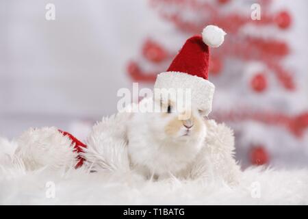 young rabbit Stock Photo