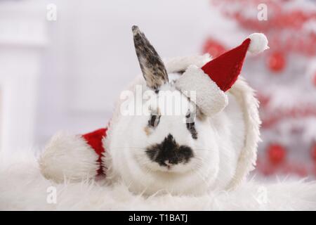 rabbit Stock Photo