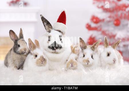 rabbits Stock Photo