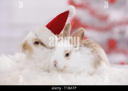 2 young rabbits Stock Photo
