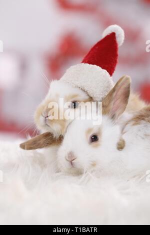 2 young rabbits Stock Photo